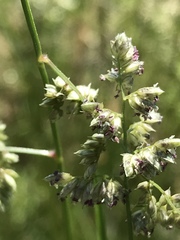 Eragrostis echinochloidea