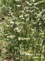 Eragrostis echinochloidea