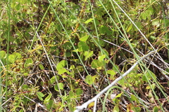 Centella eriantha