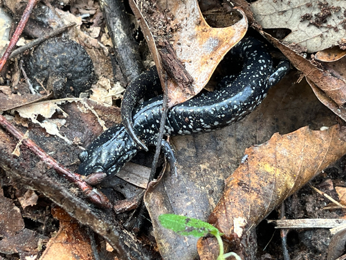 White-spotted Slimy Salamander, Plethodon cylindraceus
