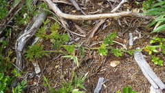 Austrolycopodium paniculatum