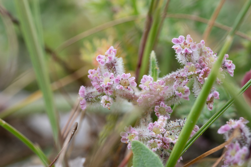 Small Carrot (Daucus pumilus)