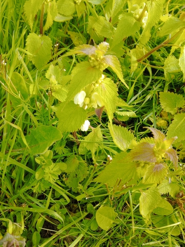Lamium album iNat (3)