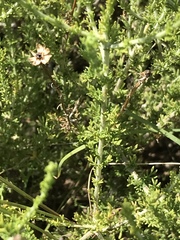 Pentzia sphaerocephala