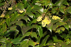 Berberis × hortensis