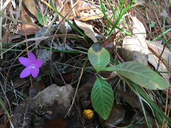 Pseuderanthemum praecox