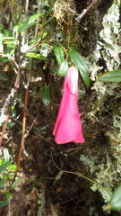 Philesia magellanica