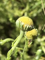 Pentzia sphaerocephala
