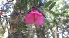 Philesia magellanica