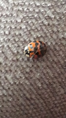 Harmonia axyridis