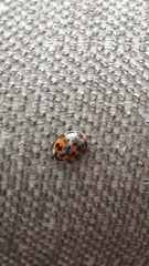 Harmonia axyridis