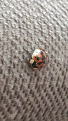 Harmonia axyridis