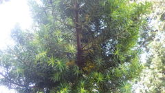 Podocarpus nubigenus