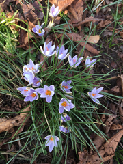 Crocus biflorus