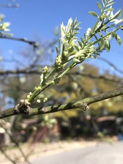 Styphnolobium affine