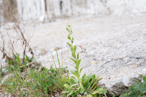 Seaside Brookweed (Samolus valerandi)