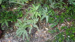 Sticherus quadripartitus