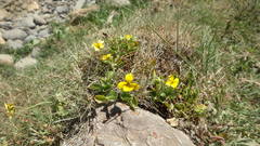 Viola maculata