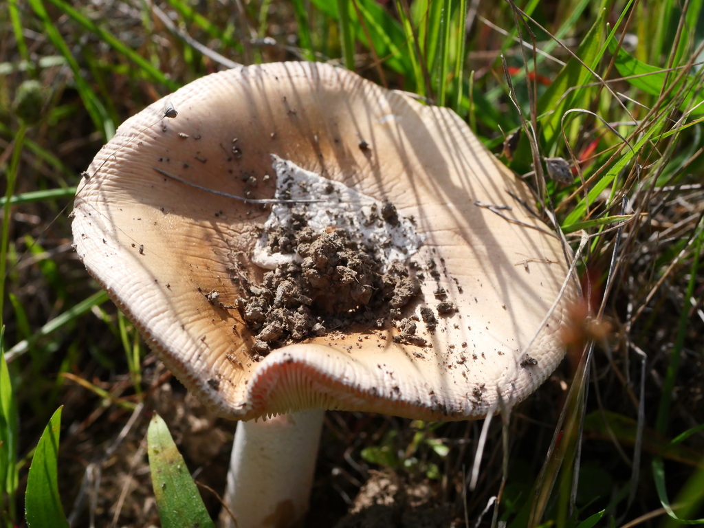 Amanita velosa · March 2026 · photo: © caseyhh (iNaturalist, cc0)