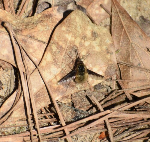 Unknown species found near Cobb County, GA, USA