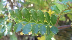 Weinmannia trichosperma
