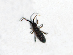 Orchesellinae