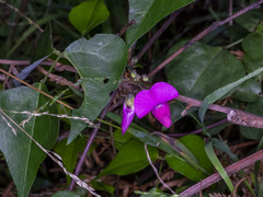 Dipogon lignosus
