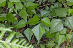 Dipogon lignosus