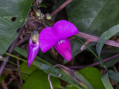 Dipogon lignosus