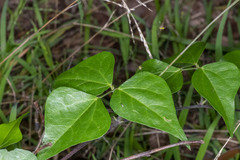 Dipogon lignosus
