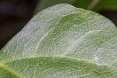 Dipogon lignosus
