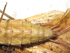 Dystacta alticeps