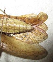 Dystacta alticeps