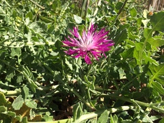 Centaurea sphaerocephala