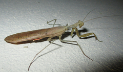 Dystacta alticeps