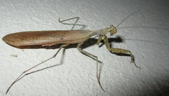 Dystacta alticeps
