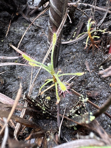 Drosera chrysolepis