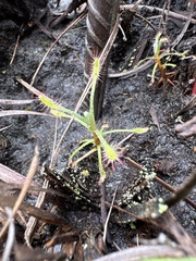 Drosera chrysolepis
