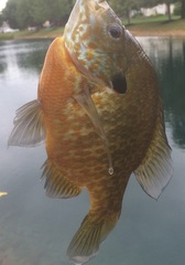 Lepomis gibbosus × macrochirus
