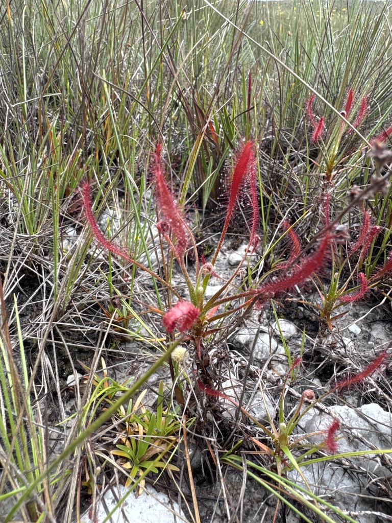 Drosera chrysolepis, Serra do Cipó, Morro do Pilar, BR-MG, BR