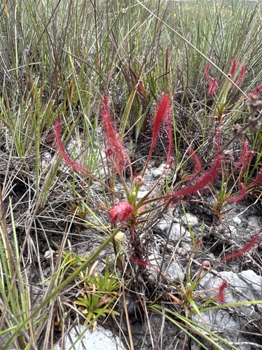 Drosera chrysolepis