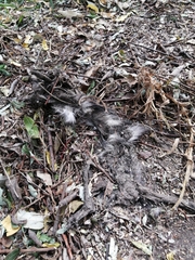 Didelphis virginiana