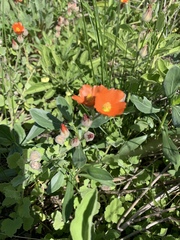 Sphaeralcea lindheimeri