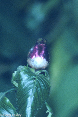Selasphorus ellioti