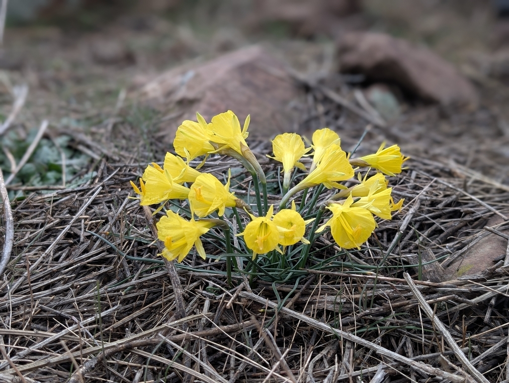 Narcissus jacquemoudii