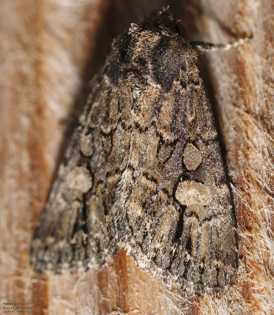 Hexorthodes serrata
