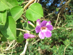 Amphilophium