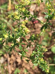 Galium porrigens porrigens