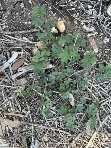 Wild Tantan (Desmanthus virgatus)