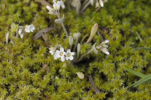 Pale Springbeauty (Claytonia exigua)